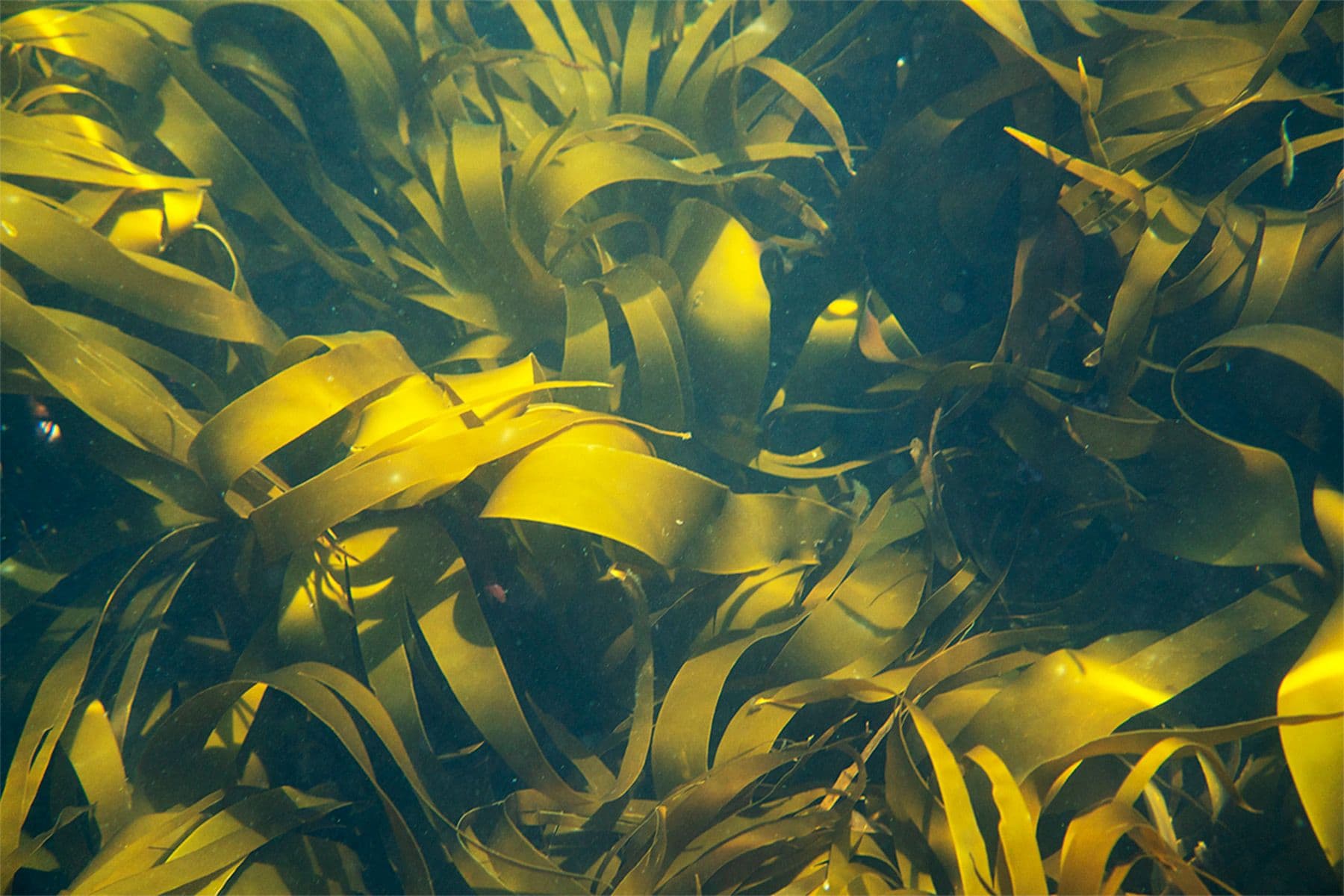 sugar kelp